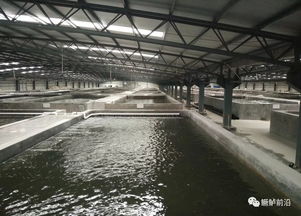 鱖魚工廠化飼料養(yǎng)殖要點、案例及效益分析