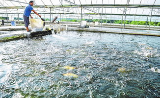 玉溪市人民政府推動水產(chǎn)品養(yǎng)殖產(chǎn)業(yè)高質(zhì)量發(fā)展