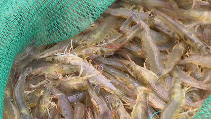 產(chǎn)量翻30余倍！科技賦能，三門南美白對蝦實現(xiàn)全年穩(wěn)定供應(yīng)