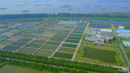 鎮(zhèn)江揚中 一水抱城，用特色擦亮農(nóng)業(yè)名片的水產(chǎn)品養(yǎng)殖之路