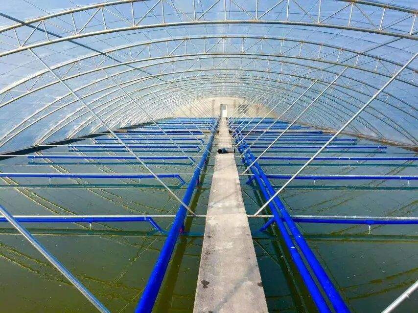 頭部烤魚品牌攜手水產巨頭，共筑“活魚現烤”行業新標桿