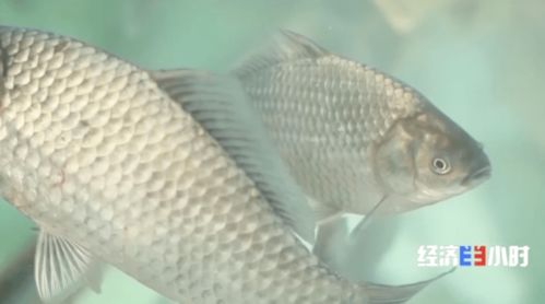 魚價飆升背后 供需失衡下的水產養殖行業觀察